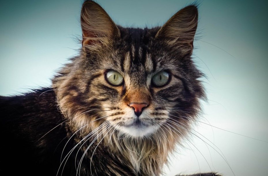 How to Discipline a Maine Coon Cat