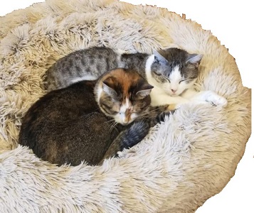 Donut Cat Bed Friends Forever