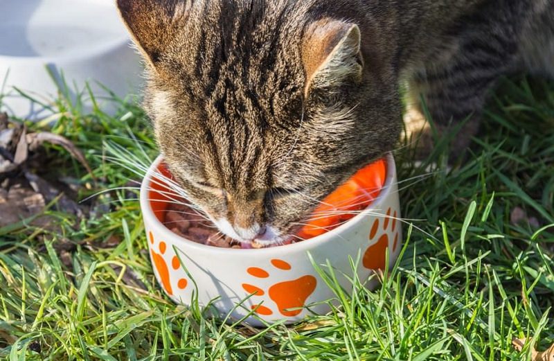 cat-eating-dry-cat-food-in-bowl