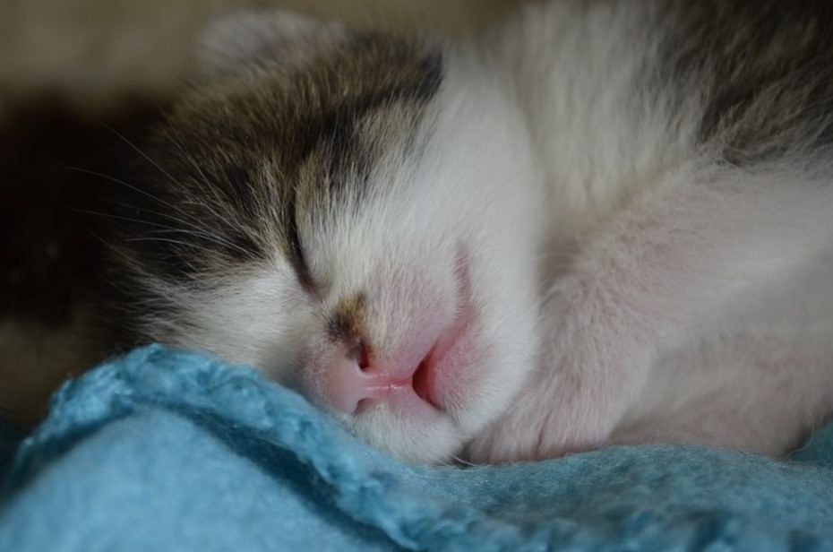 kitten sleeping on bed