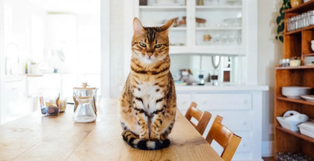 Best Litter Box for Messy Cats A Detailed Review American Cat