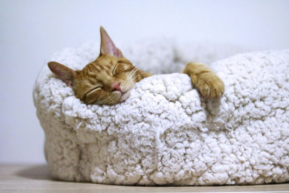 Best Cat Bed for Kittens [ Top Options to Choose from ] American Cat