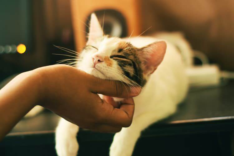 Cat Love Human