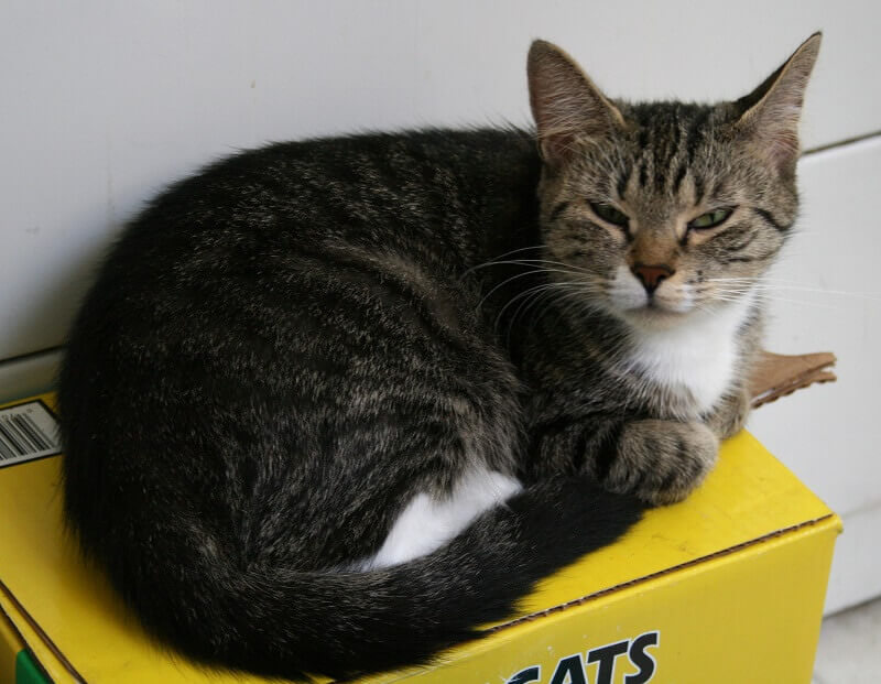 Cat dislike litter box