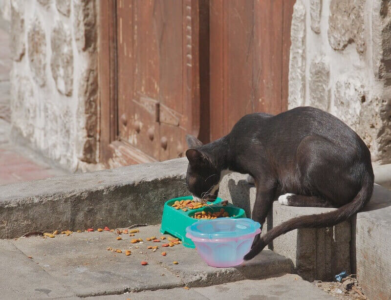 Food and Water for cats