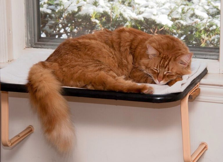 Different Thyroid Problems in Cats [ Must Know ] American Cat