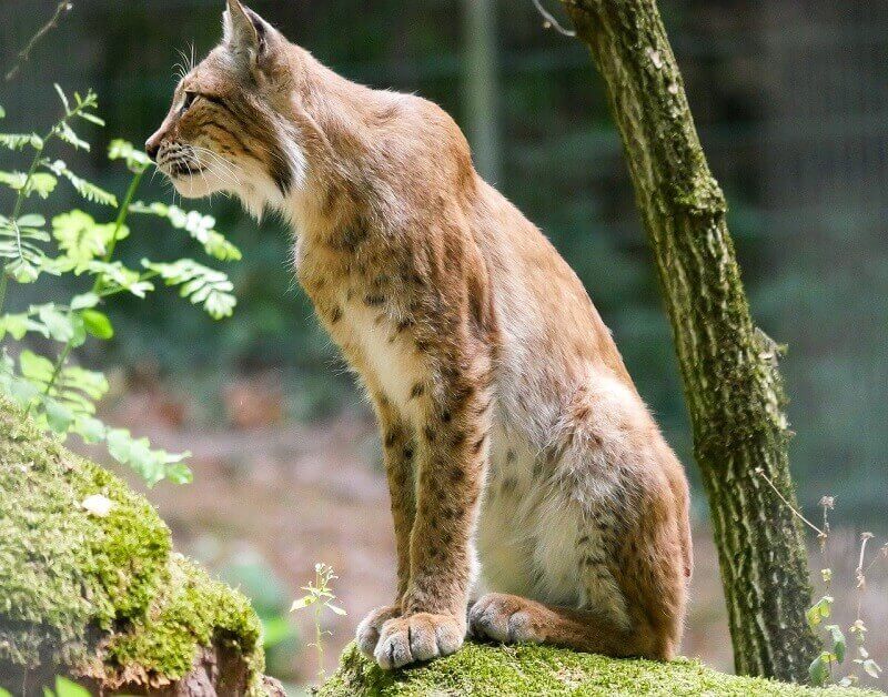 Lynx Habitate