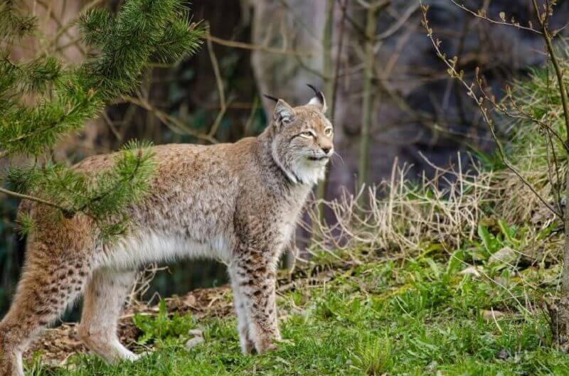 Lynx personality