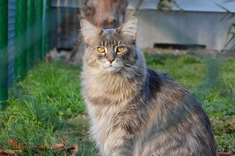 Maine coon Personality