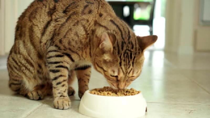 cat eating dry food 