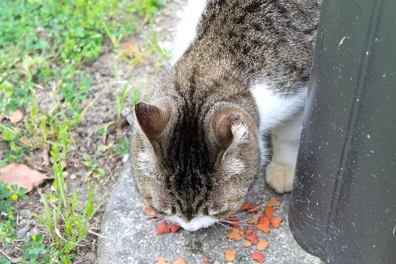 cat eating food from outside 