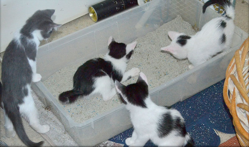 cat litter box training problems