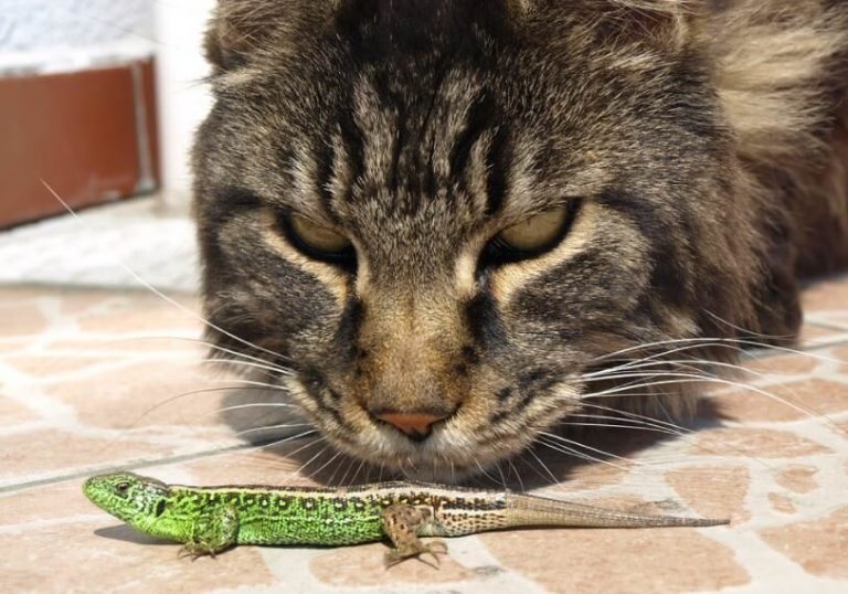 Can Cat Eat Lizard [ Updated Precautionary Measures ] American Cat
