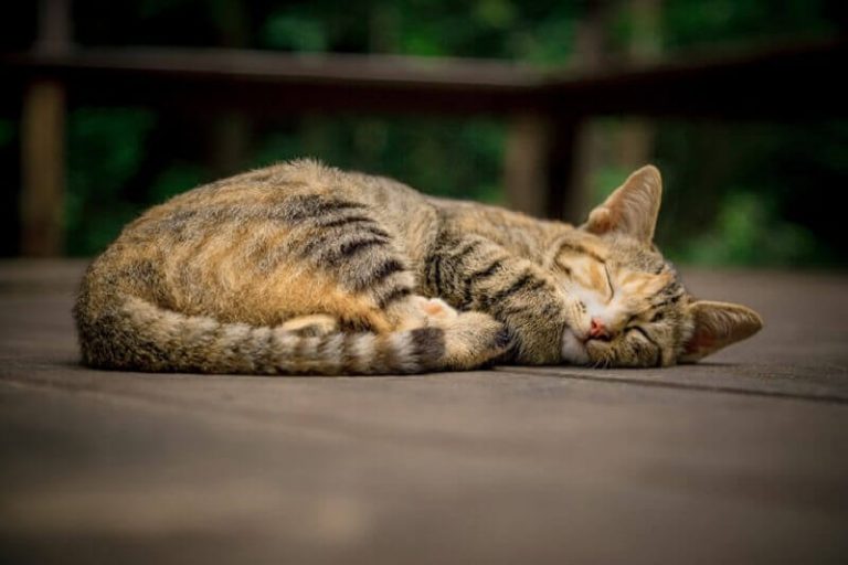 Why Does My Cat Sleep On the Floor? [ Things to Know ] American Cat