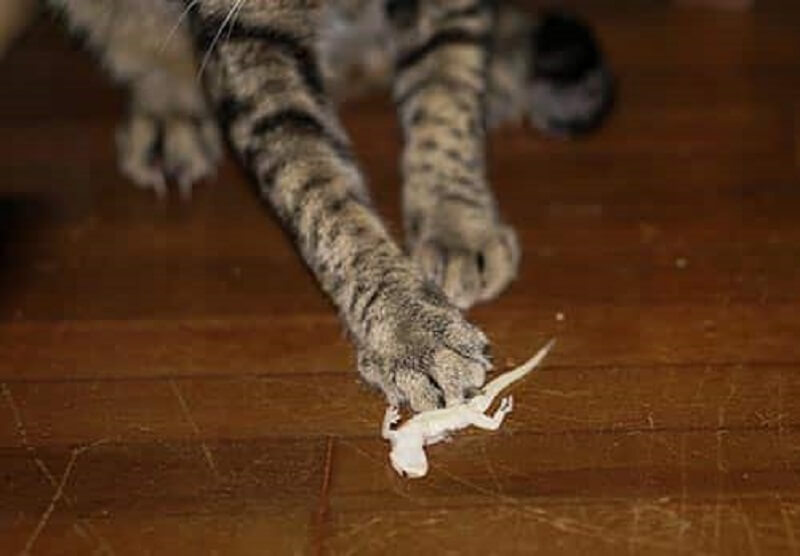 cat touch lizard 