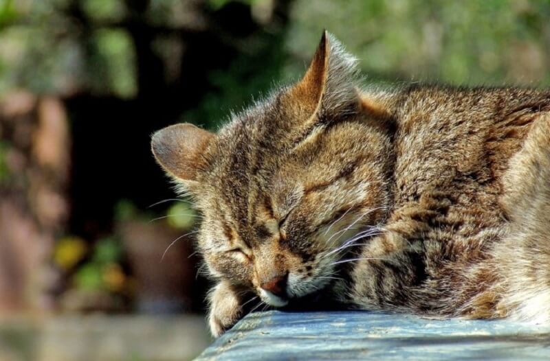 depressed outdoor cat