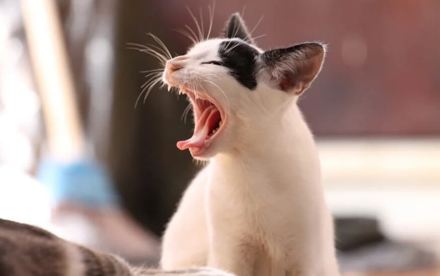 Cat yawning in depressed mode