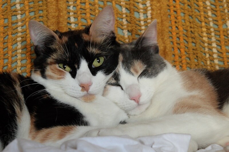 male and female cat 
