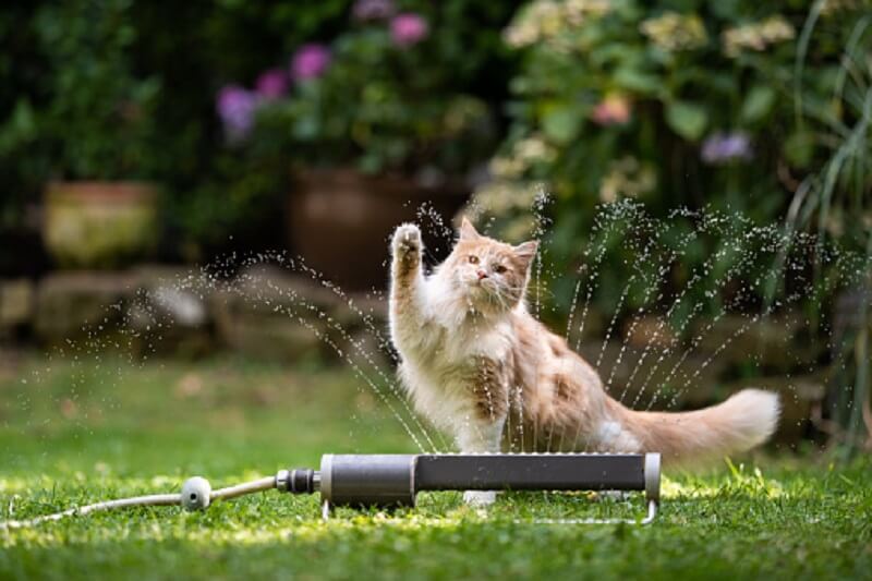 water sprinkler on cat