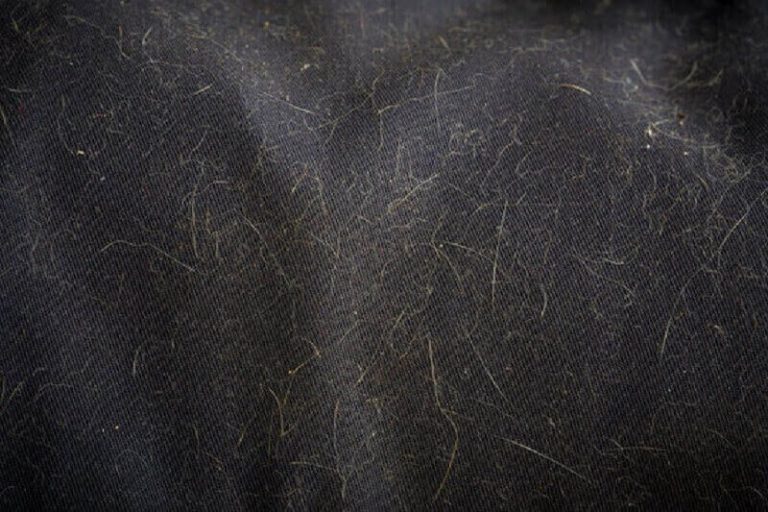 Best Way to Remove Cat Hair from Clothes [ Easy one ] American Cat