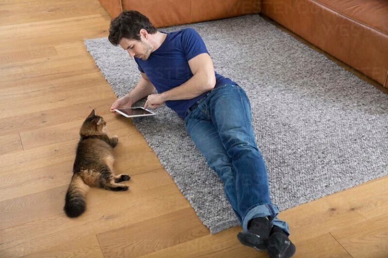 Can Cats Die From Chocolate? [ Most Important Things ] American Cat