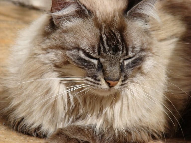 Best Way To Remove Cat Hair From Clothes Easy One American Cat