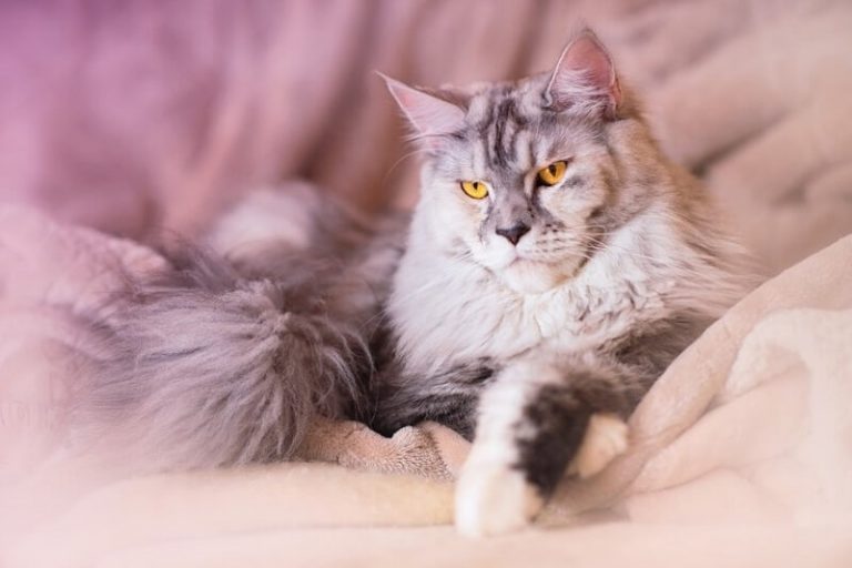Maine Coon Vs Normal Cat [ Detailed Differences ] American Cat