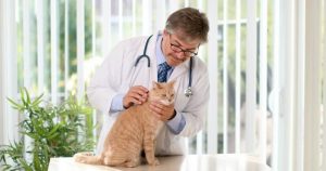 Are Orchids Poisonous to Cats? - American Cat