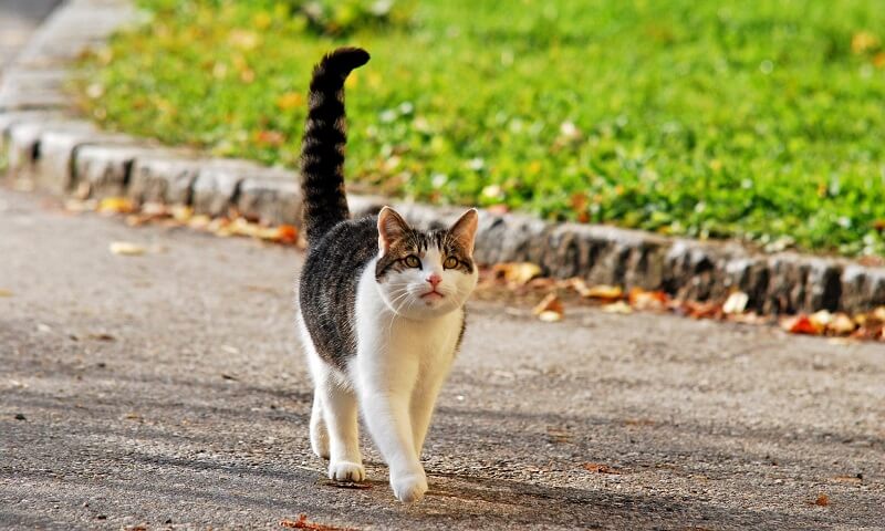 cat lift tail