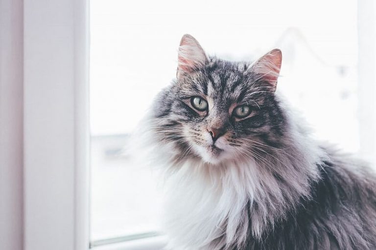 How Cold Can Cats Survive Outside American Cat
