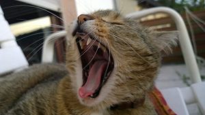 Why is my Cat Panting? - American Cat