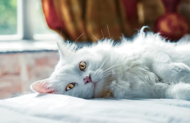 white cat on bed