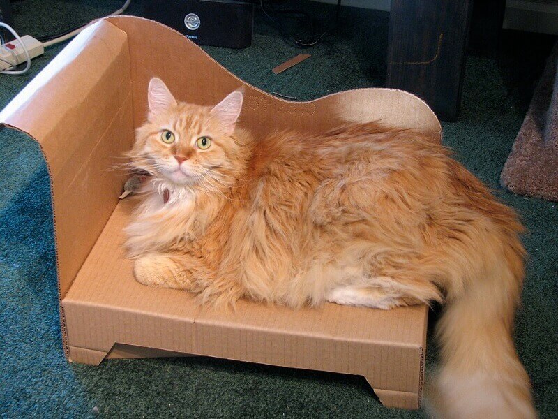 Card board cat bed