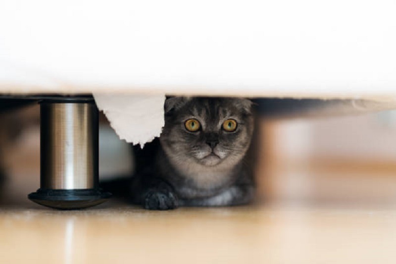 gray cat is hiding under the bed