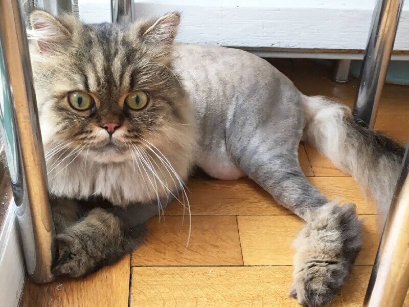 Lion cut Persion Cat