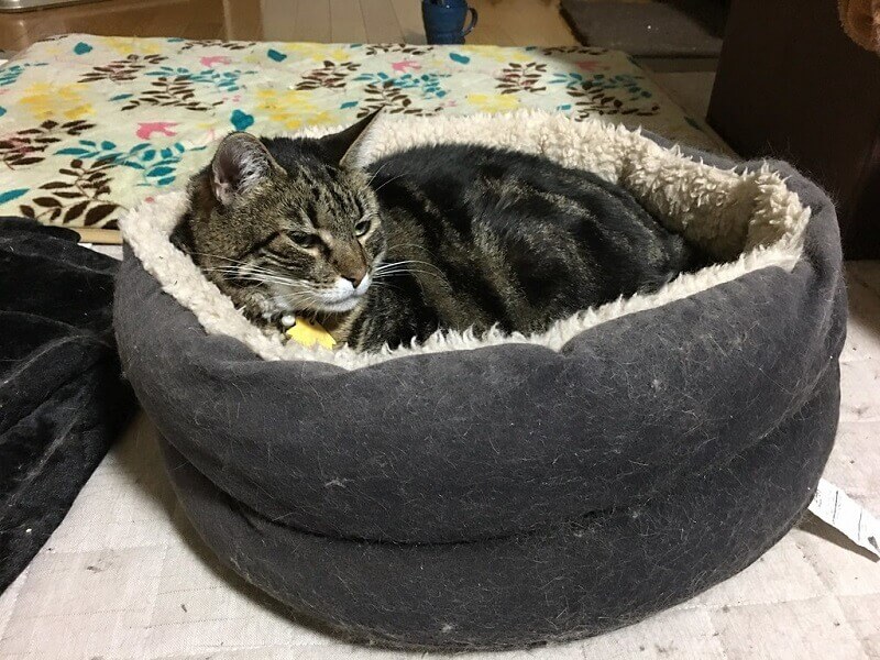 Sweater cat bed