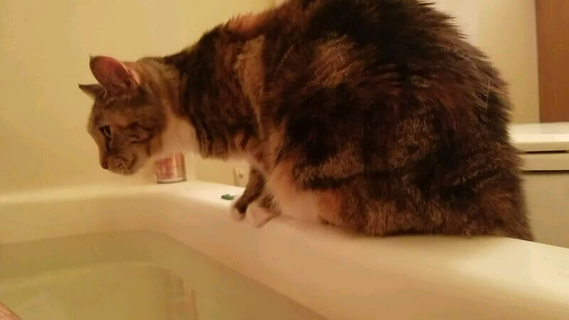 cat on bathtub