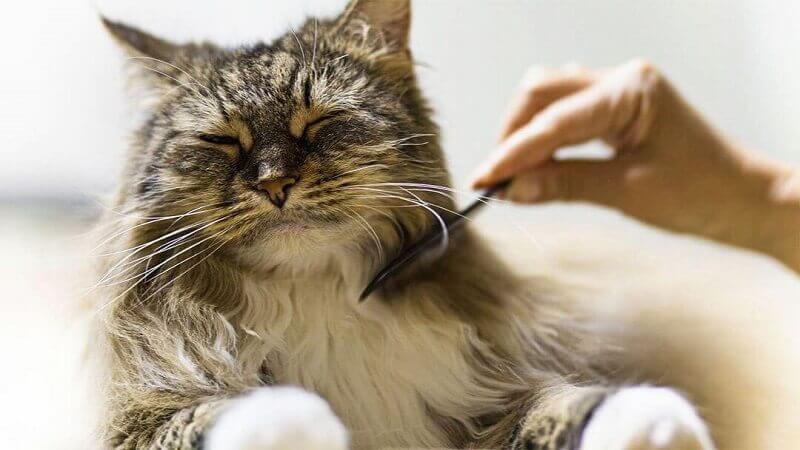 Cat brushing