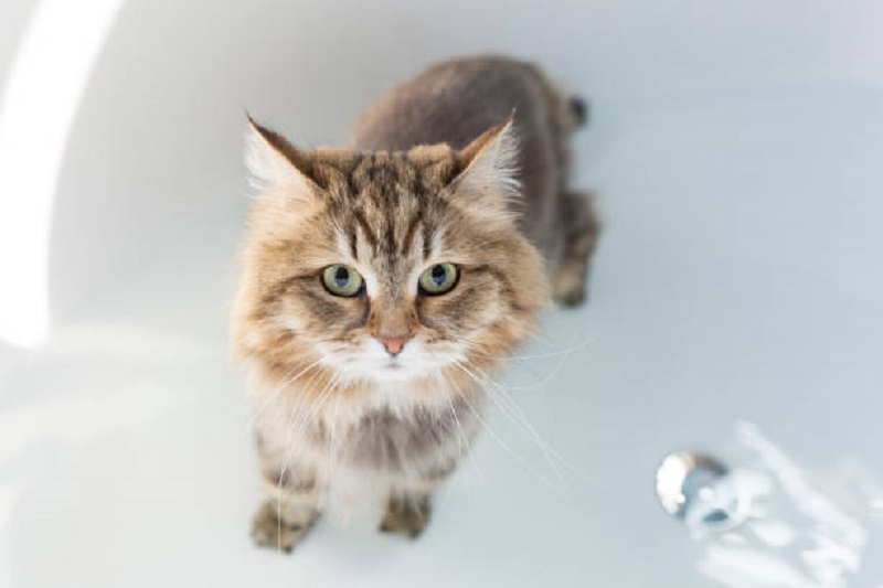 cat in a bath tub