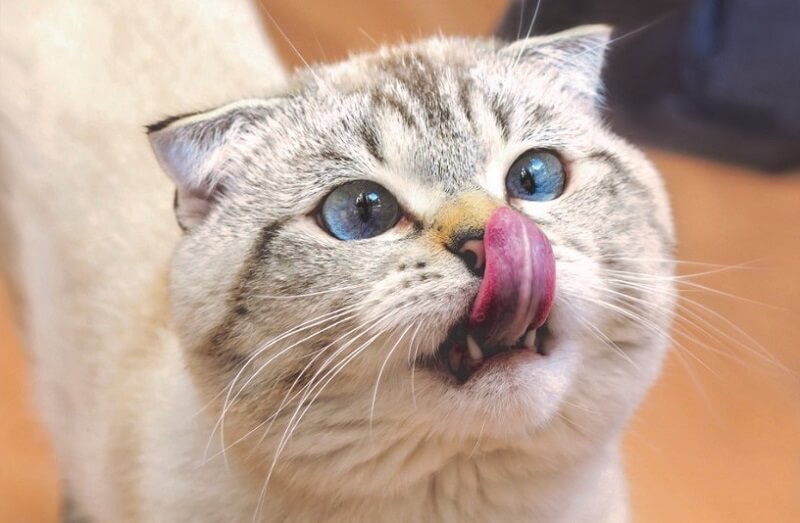 cat touch her nose with tongue
