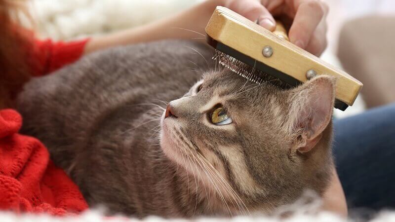 woman-brushing-cat