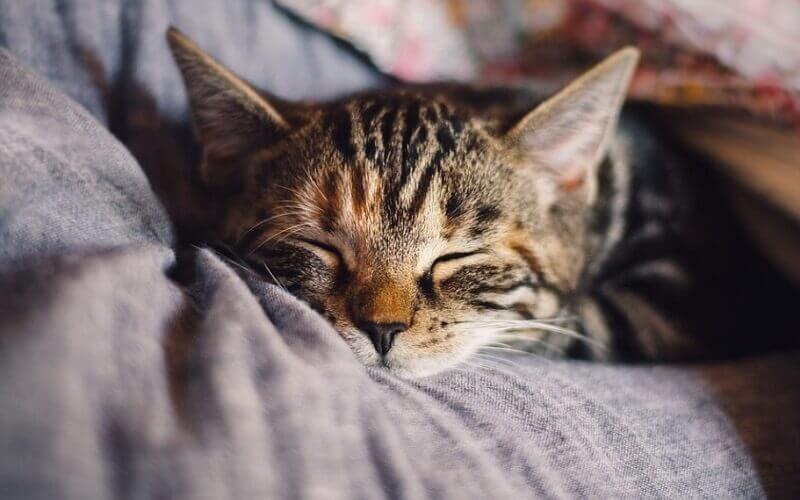 Cat domestic animal sleep