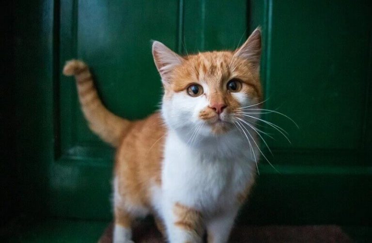 american-cat-made-for-your-cat-by-cat