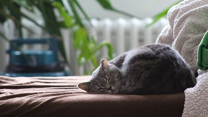 british shorthair cat sleeping
