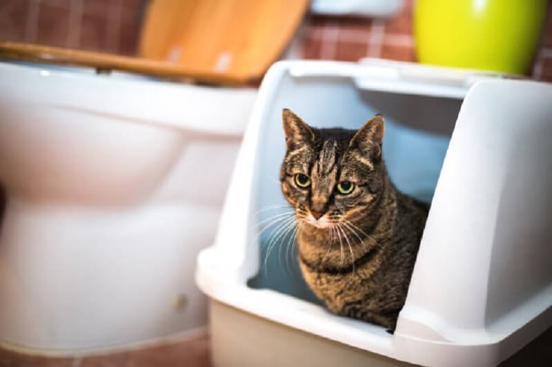 How to Transition a Cat to the Covered Litter Box 