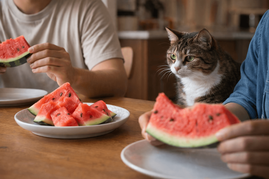 cat sitting beside dining table watching people eat watermelon