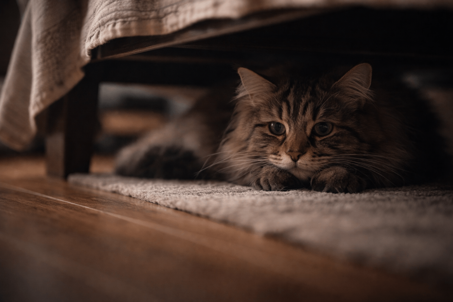 Maine Coon cat hiding under bed showing withdrawn behavior