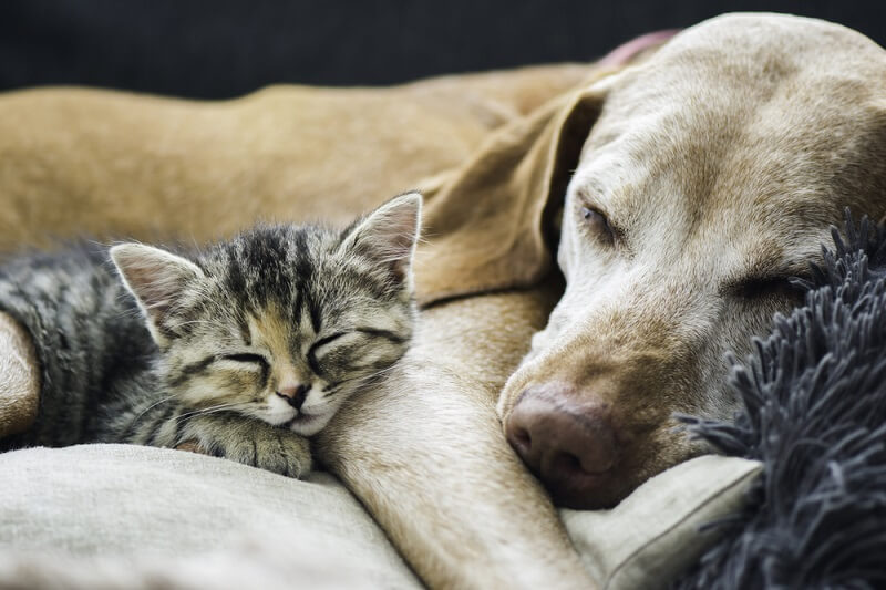 cat and dog are sleeping