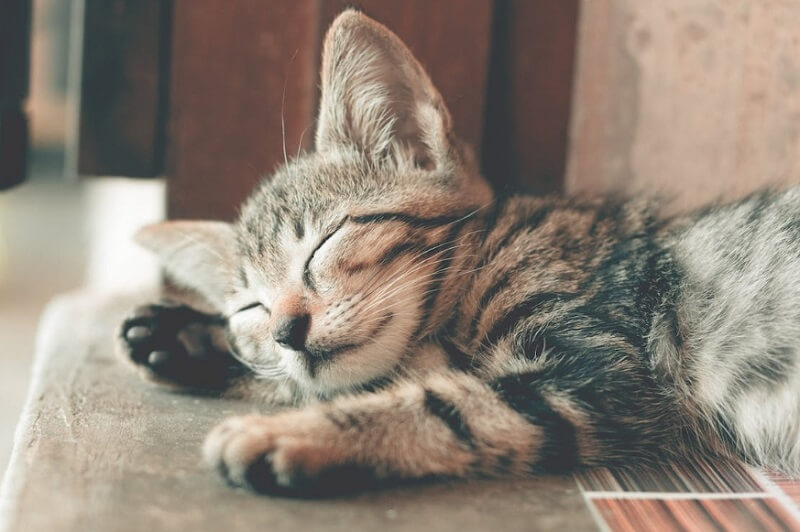 close-up sleeping cat photo