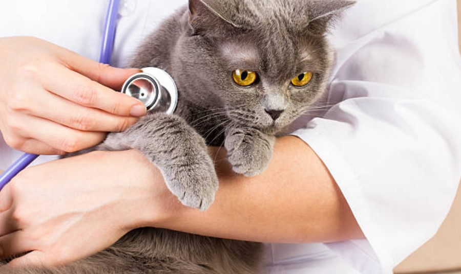 National cat health day
